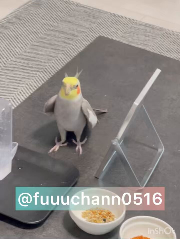 風太のおとん (@fuuuchann0516) / X