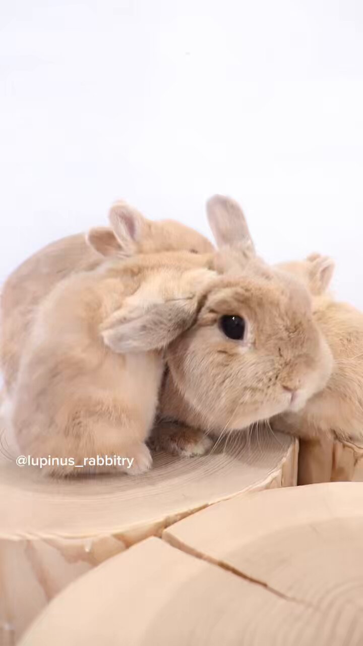 うさぎ専門店 Lupinus Rabbitry on X: 