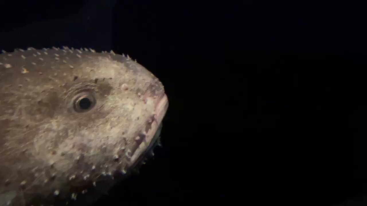 世界一醜い生き物」から「今年の魚」に ニュウドウカジカ、NZ