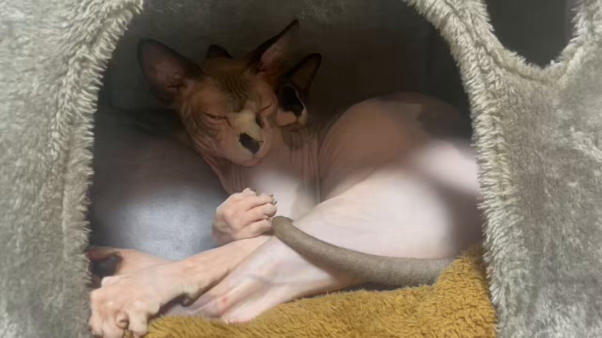 ☆tsubasa☆猫飼☆ The first Japanese-style room debut of a scary kitten - YouTube