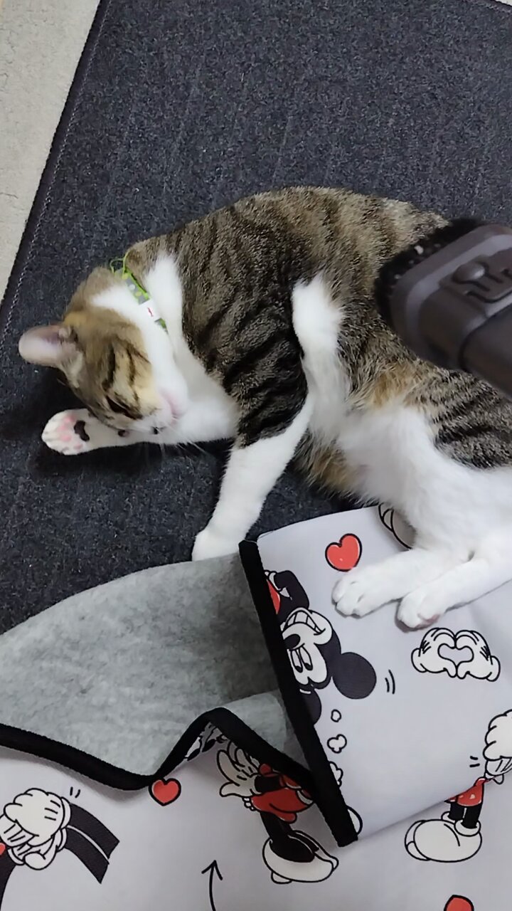 ねこ♡ 小川ぴーち on X: 