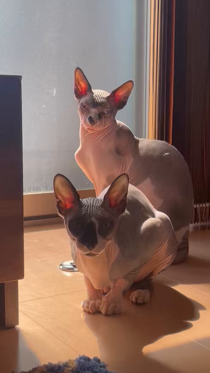 ☆tsubasa☆猫飼☆ AV女優に飼われてる猫🐱❤️‍🔥 (@Sphynx_tenten) / X