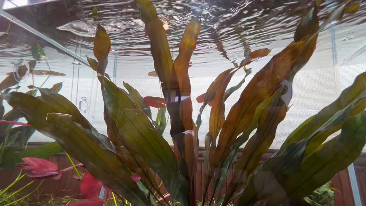 Cafe Grass アクアリウム•植物部 على X: 