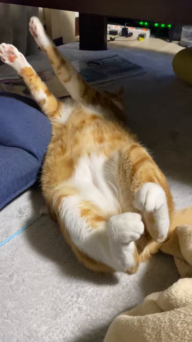 眠りネコ 日光東照宮 眠り猫 by hana10 （ID：8726864） - 写真共有サイト