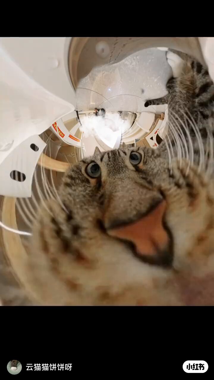 @catslov12573034's video Tweet @catslov12573034's video Tweet