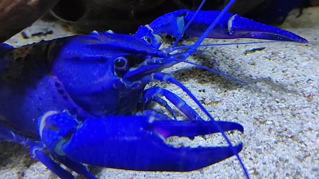 ザリガニの日🦀 - Cerca / X