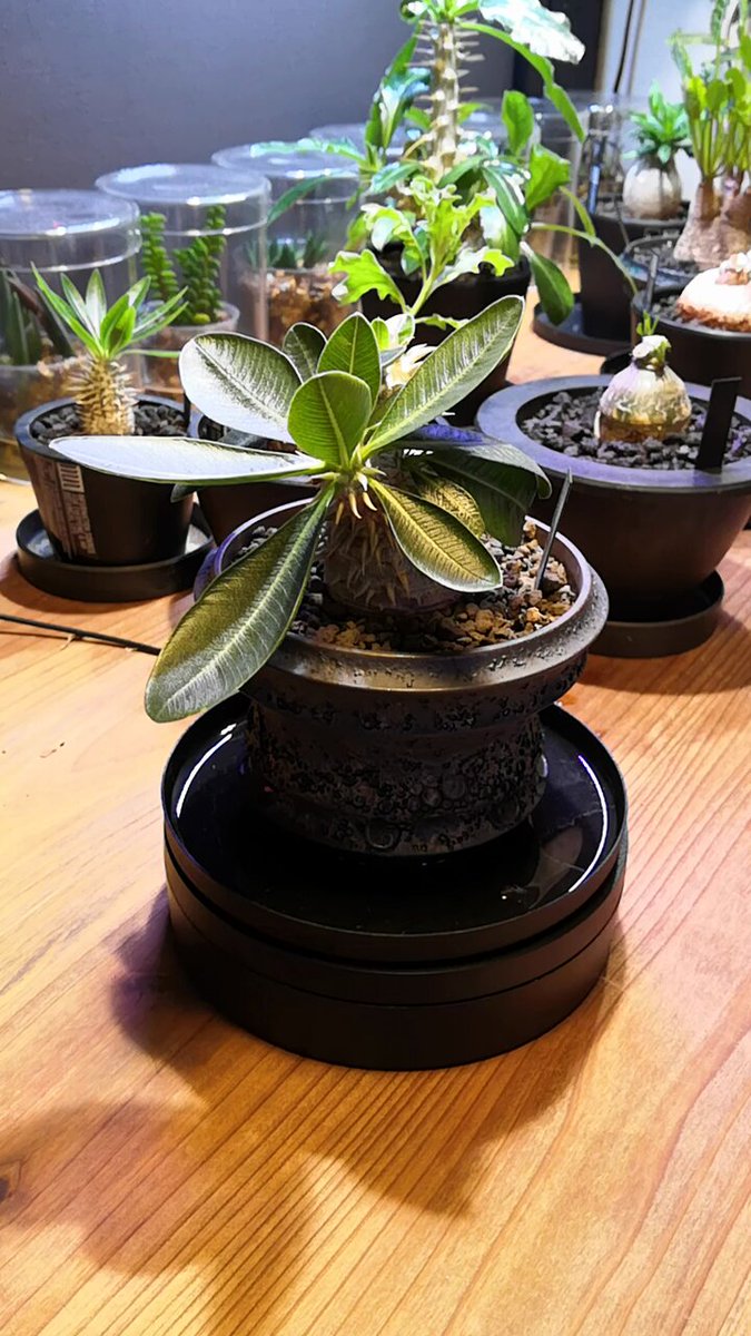 潅木系4株セット (バルサミフェラ、象の木、ネグレクタ、パキプス) K-1 潅木系4株セット (バルサミフェラ、象の木、ネグレクタ