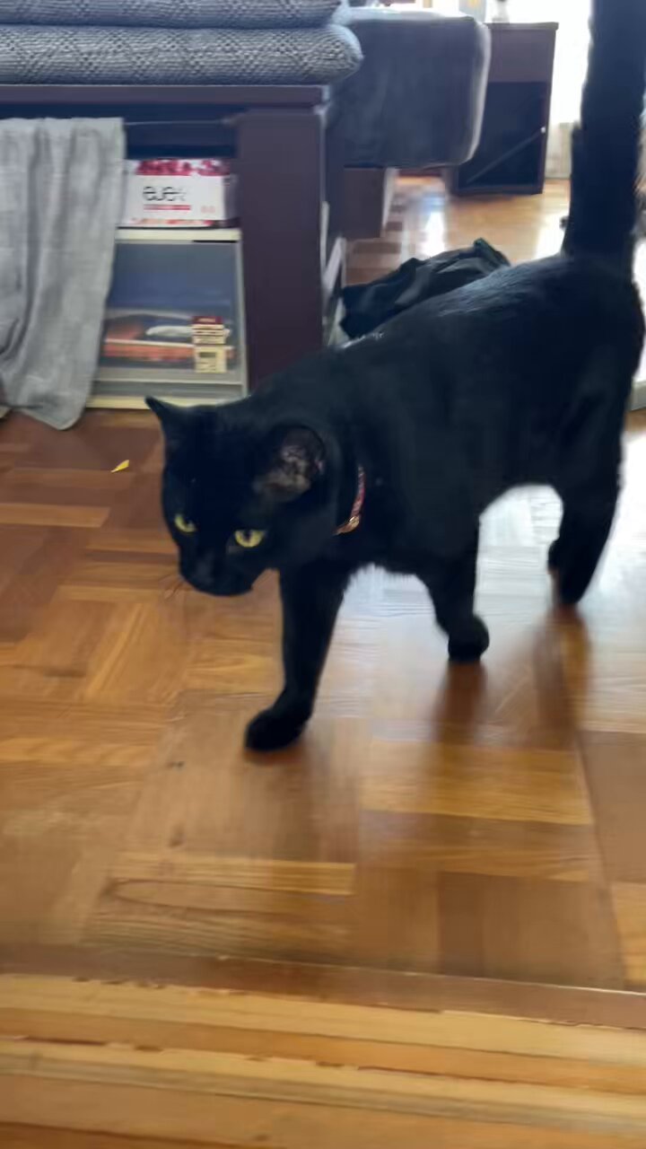 @oreo_blackcat's video Tweet @oreo_blackcat's video Tweet