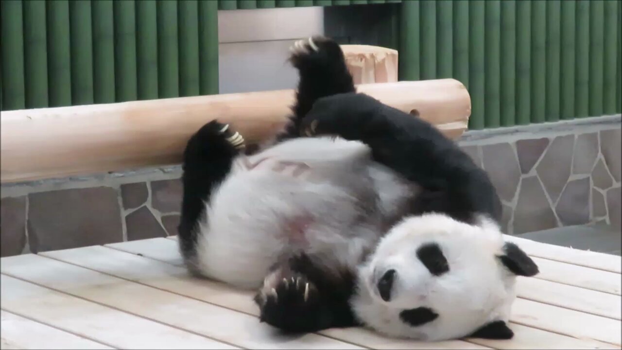 神戸市立王子動物園（公式） on X: 