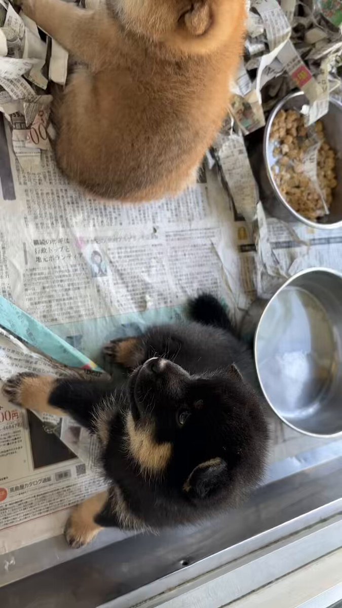 柴犬専門店 横浜【自家繁殖】 on X: 