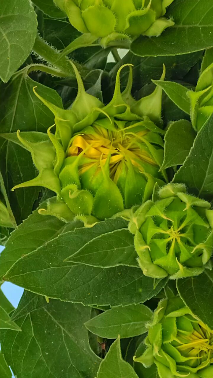 ❁花＊花mammy❁ MummyDay25💞多巴胺康乃馨把春天最美的颜色送给妈妈～ 🌼 鲜花款