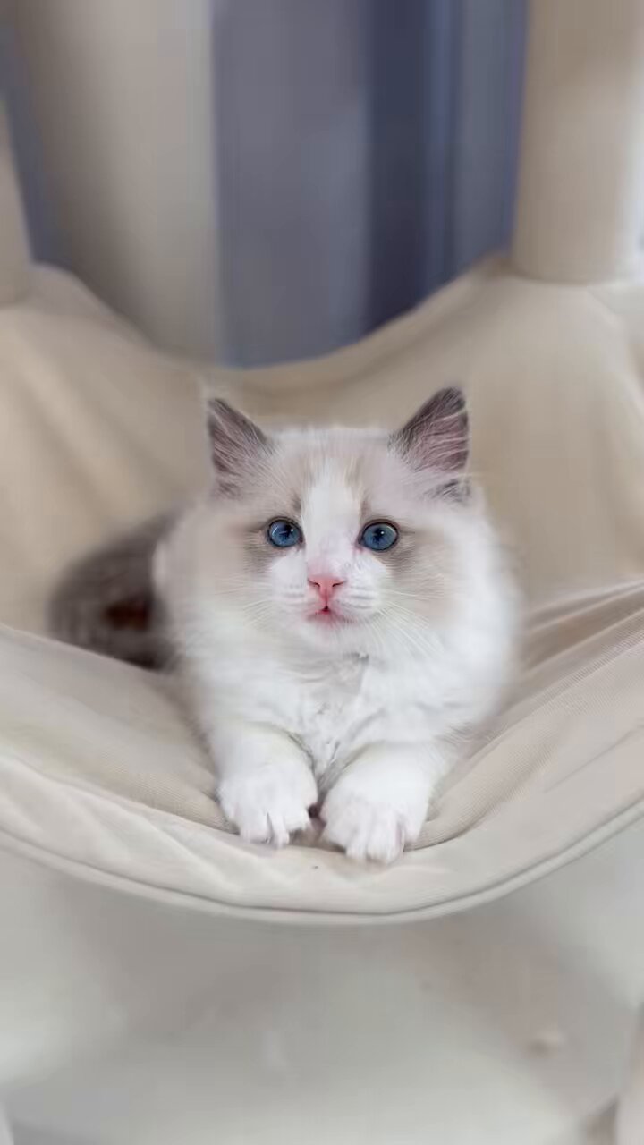 ねこのおはぎちゃん 2WAYビッグショルダーバッグBOOK│宝島社の