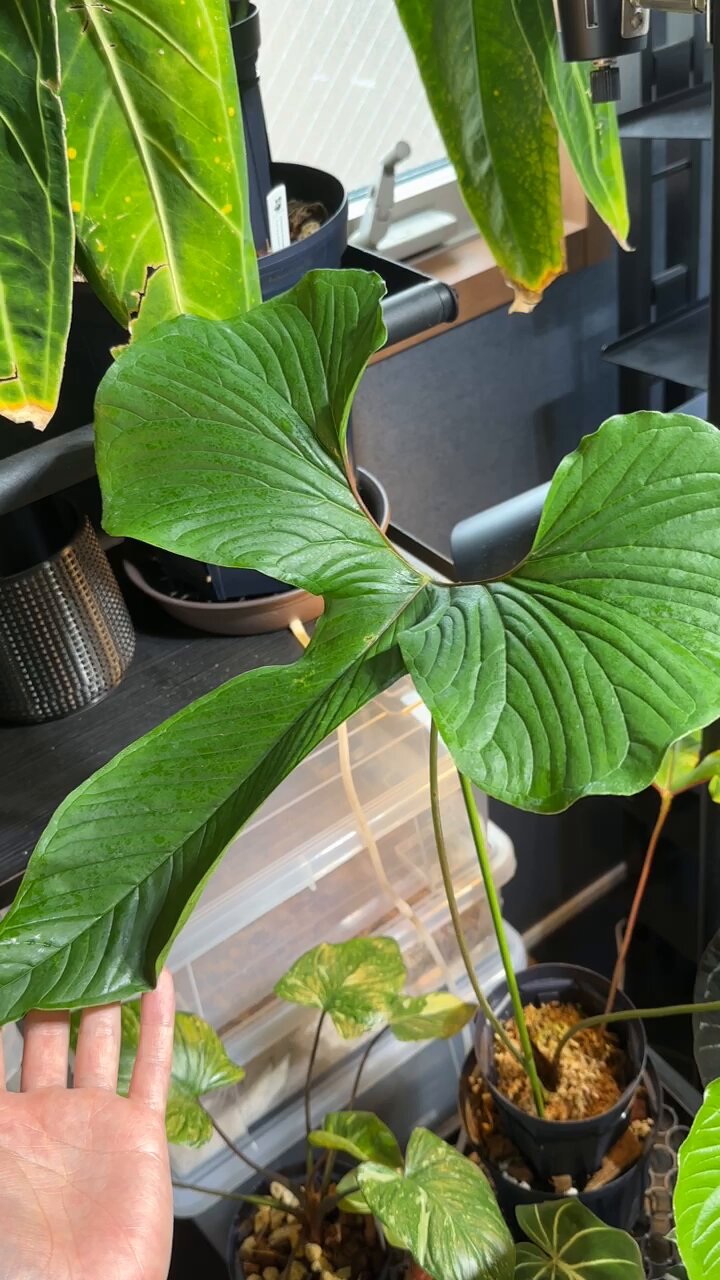 アンスリウム ドラコノプテラム Anthurium Draconopterum