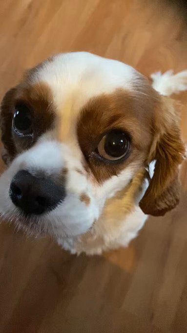 Hi 🥰🐶 https://t.co/YcgRIxaoz1