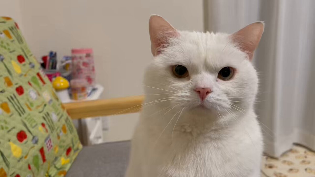 ᷄ὢ・᷅ ) → (`・ω・´) → ( ・᷄ὢ・᷅ )