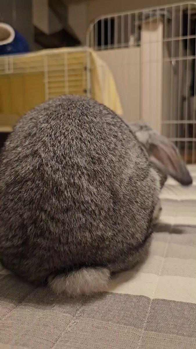 うさぎさんのけつみせて
