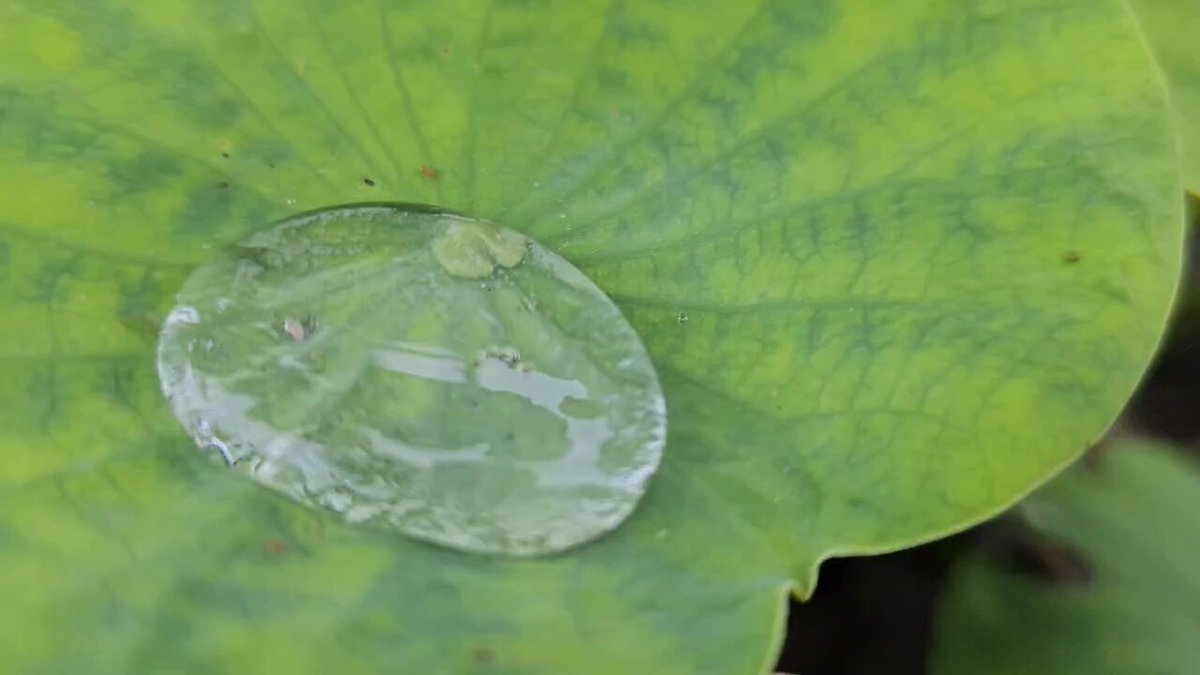 自然の風景 ハスの葉 CUT-300-333 風景 茨城県桜川市「雨引観音」 300ピース ［CP-GR