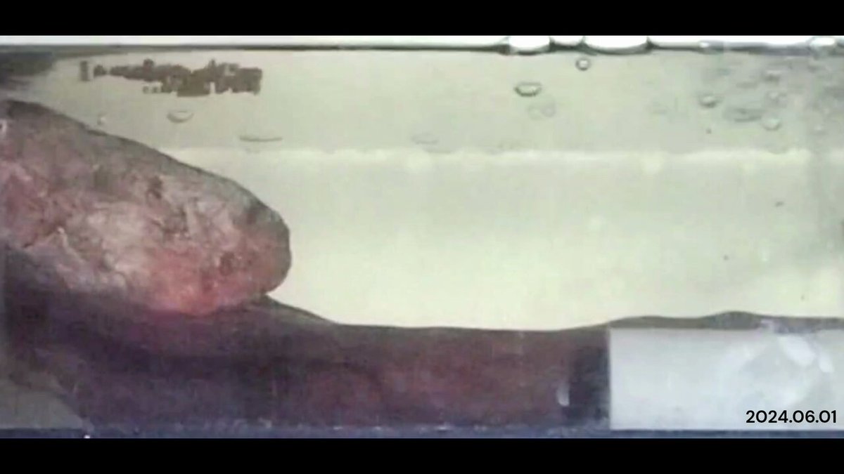 トンボの失楽園 (@dragonflytombo) / Posts / X