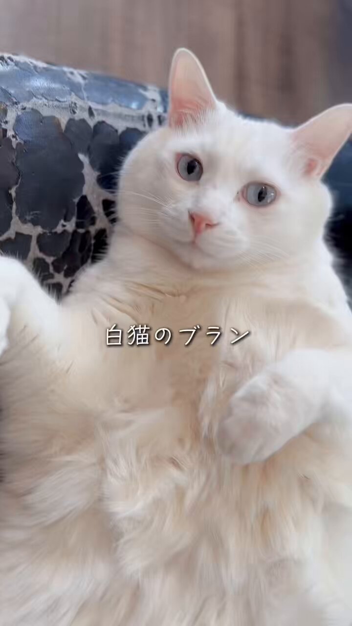 yuiii@ねこ休み展 (@yy221126) / X