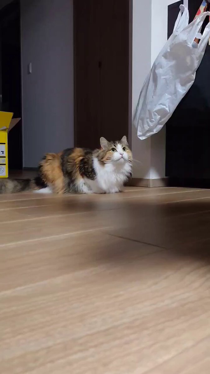 【キャッツアイさま】専用ページ キャッツ・アイ - Search / X