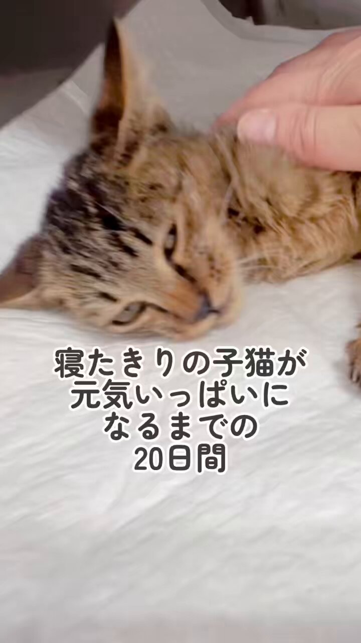 かごねこ (@kago_neko_) / X