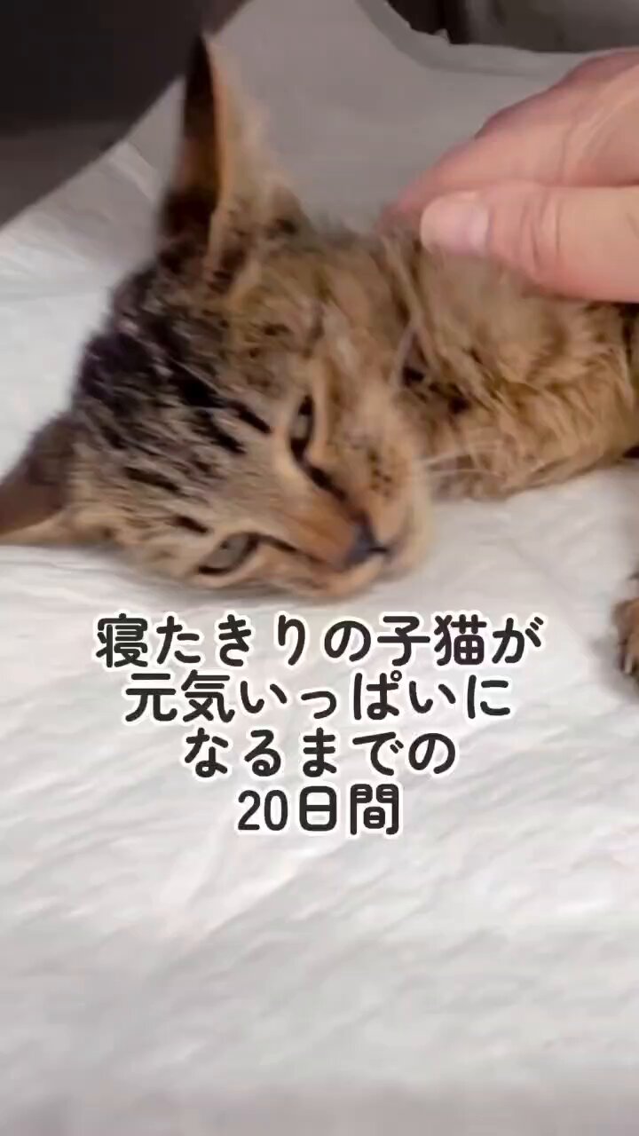 ネコの小判（感謝） 小判つる姫あさひ (@koban0726turuhime1129) • Instagram photos