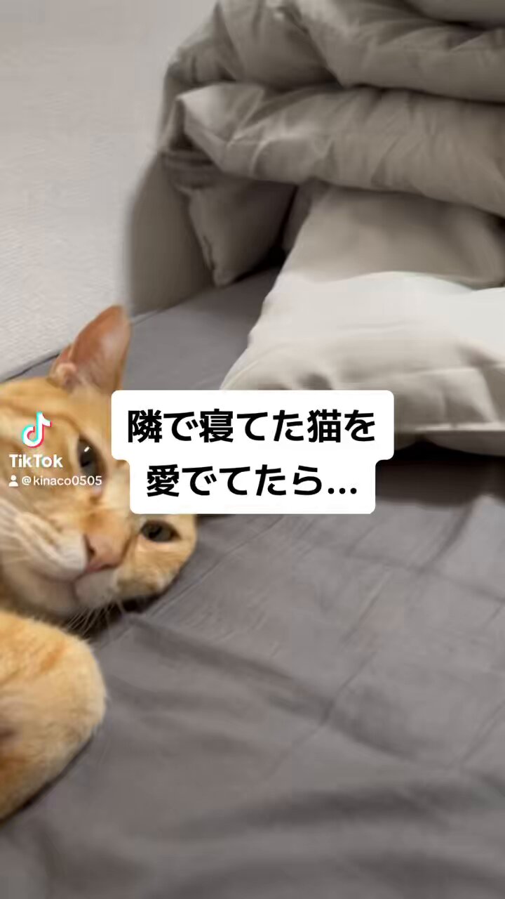 きなこちゃん Amazon.co.jp: ヤマヨ製菓 きなこちゃん （1パック25袋入り