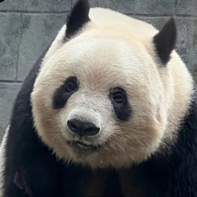 おしゃべりシャン子151 2024/06/12 7シャイになりました