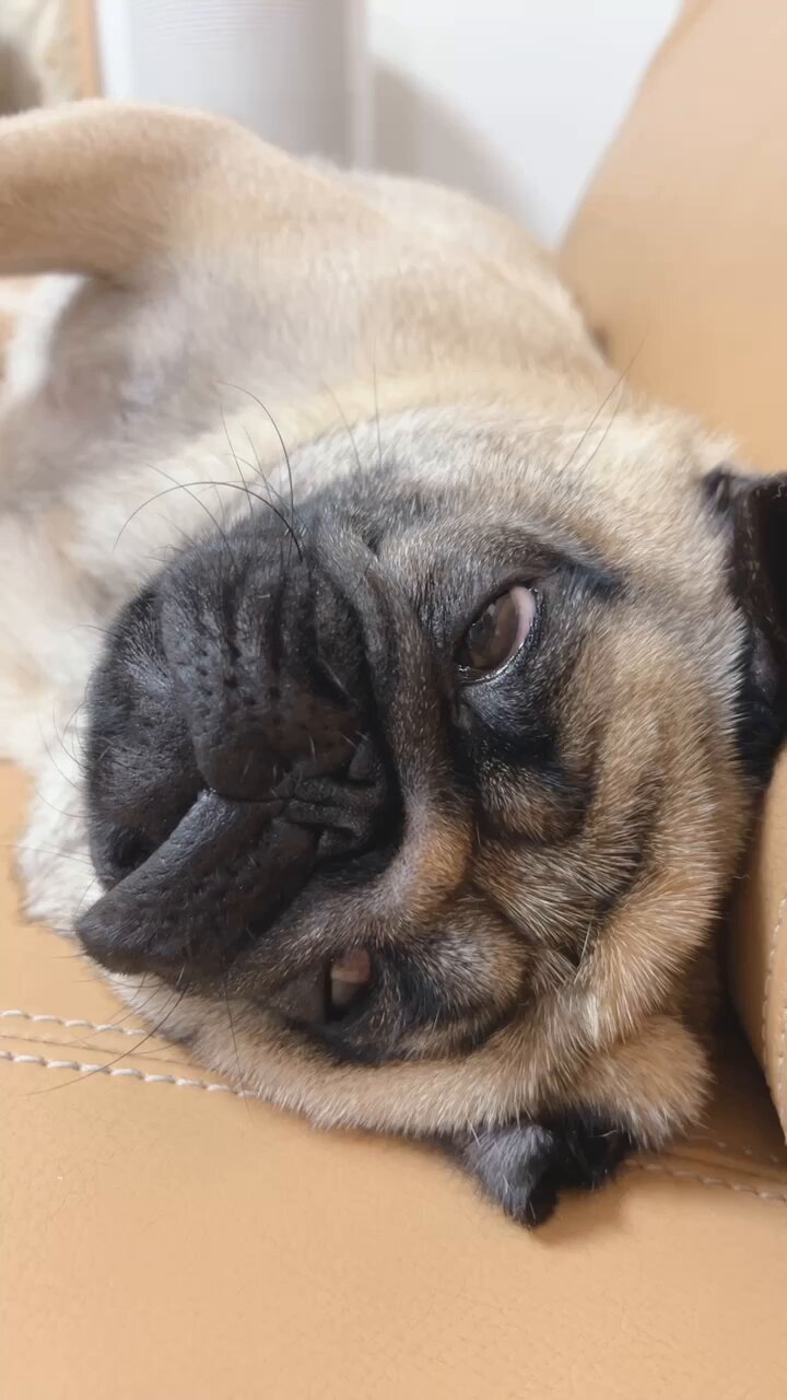 パグびいき～PUGBIIKI～@パググッズ専門店 (@pug_biiki) / X