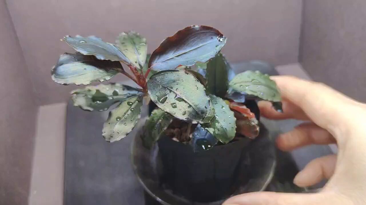 TB便】Bucephalandra sp.