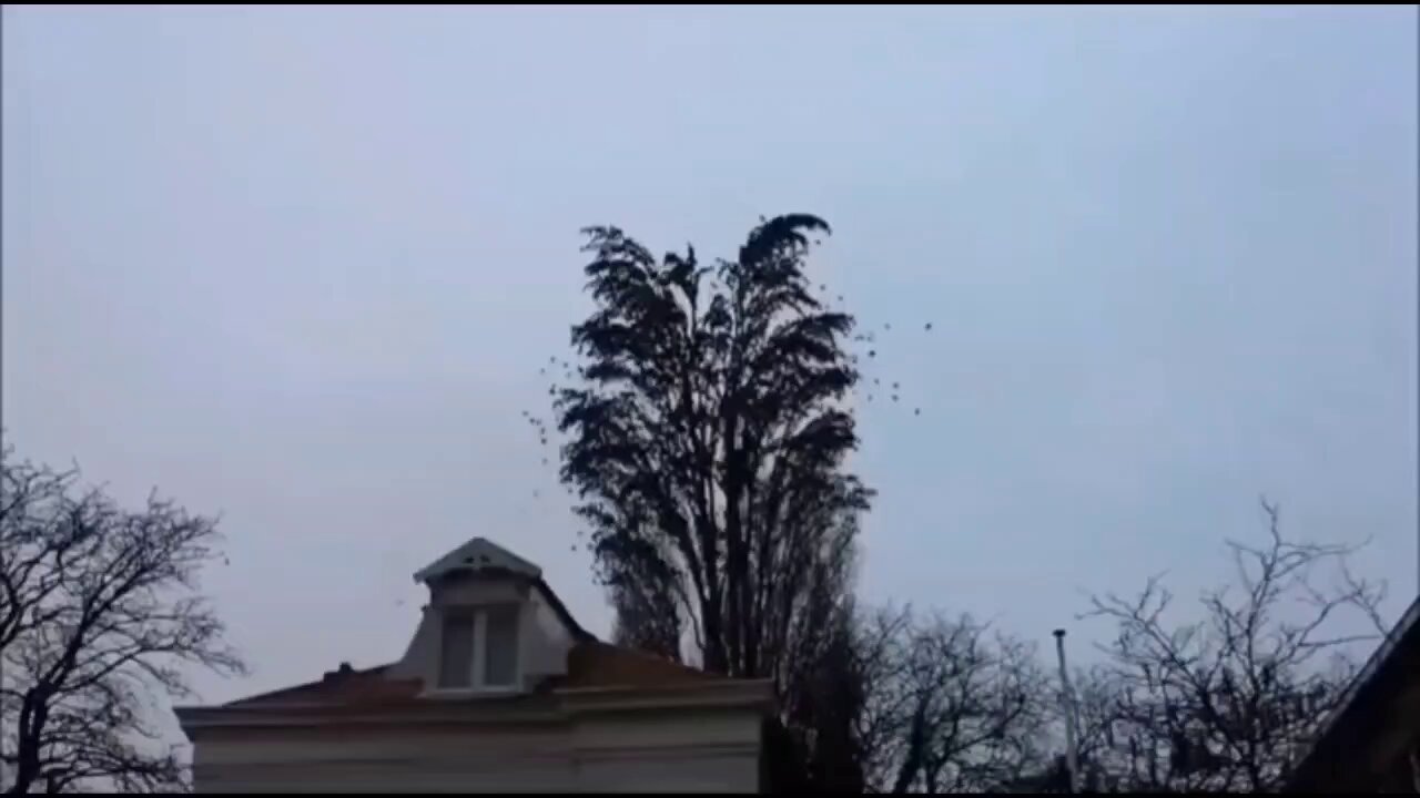 Vortex on X: "Bird Tree https://t.co/0vRhUAMeVU" / X
