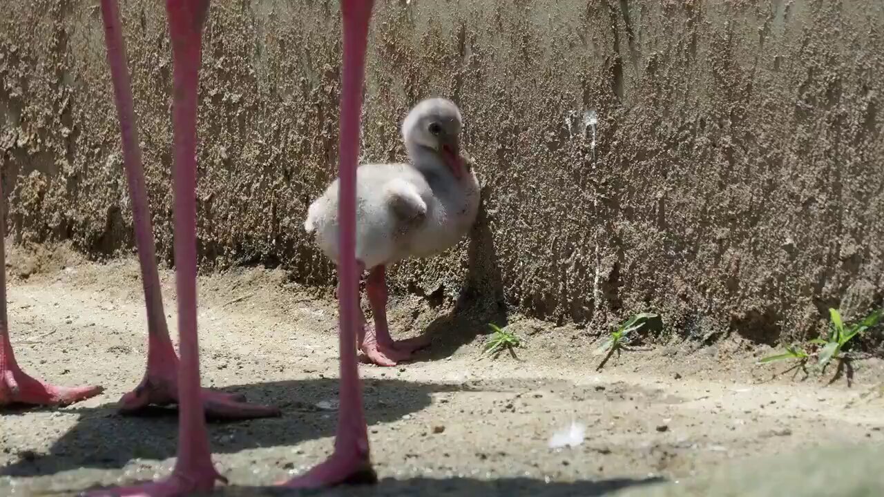 京都市動物園（公式） on X: 