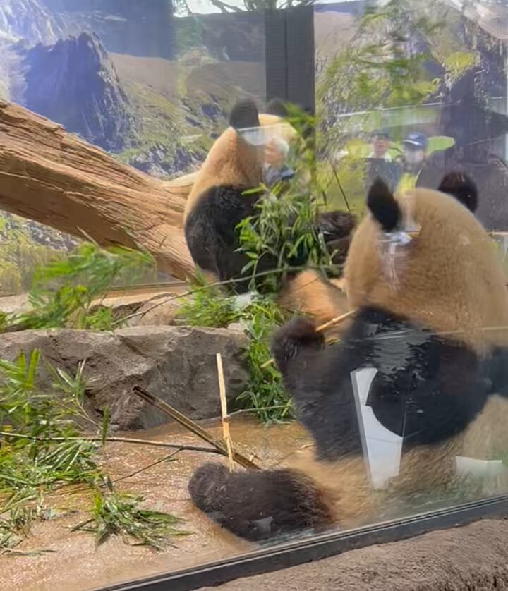 シャンシャン様♡の２歳シャンちゃん♡シャオたんレイたんBirthdayふるせっと 2歳になるシャオシャオ＆レイレイ「最新ラブラブショット集