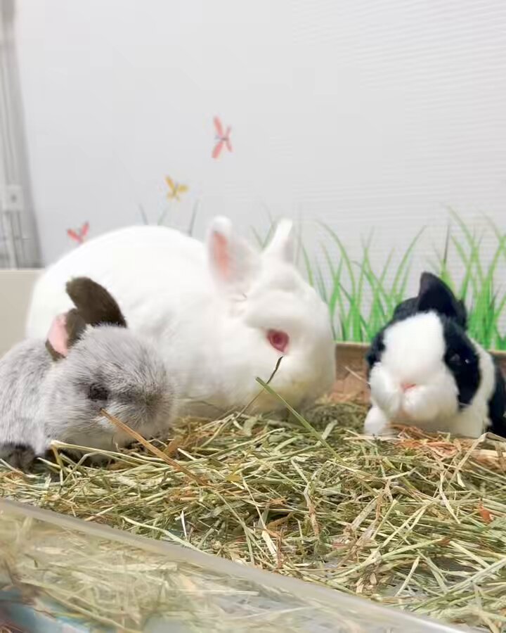 赤色うさぎ on X: 