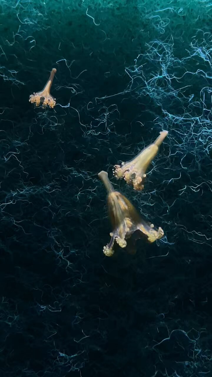鶴岡市立加茂水族館 on X: 