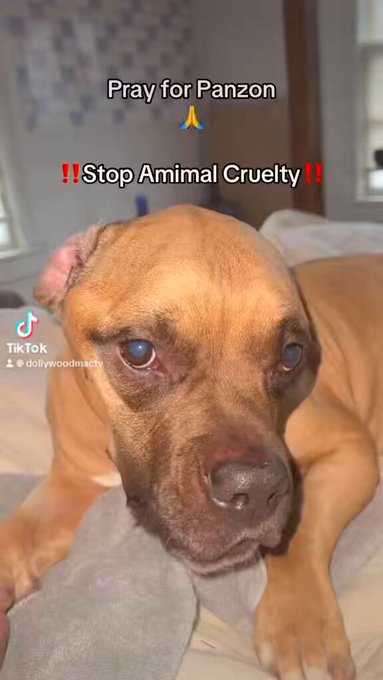 Panzon got kicked multiple times broke his hip by my husband ‼️‼️‼️and continued to get beat on Panzon<a href="/tag/narcissistic"class="tags"><span>#narcissistic</span></a><a href="/tag/narcissisticabuserecovery"class="tags"><span>#narcissisticabuserecovery</span></a><a href="/tag/prayforpanzon"class="tags"><span>#prayforpanzon</span></a>