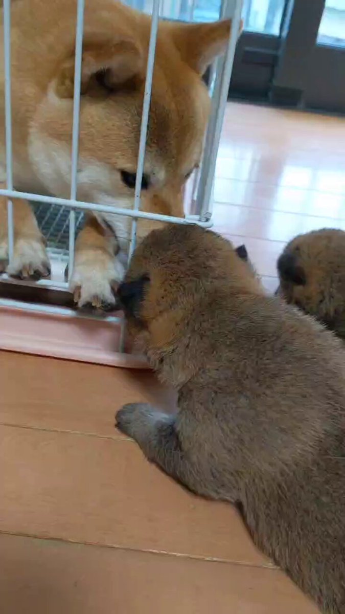 豆柴　0324 豆柴子犬 4/26 男の子♂ 売約済 | 日本犬豆柴育成普及会 摂州宝山荘