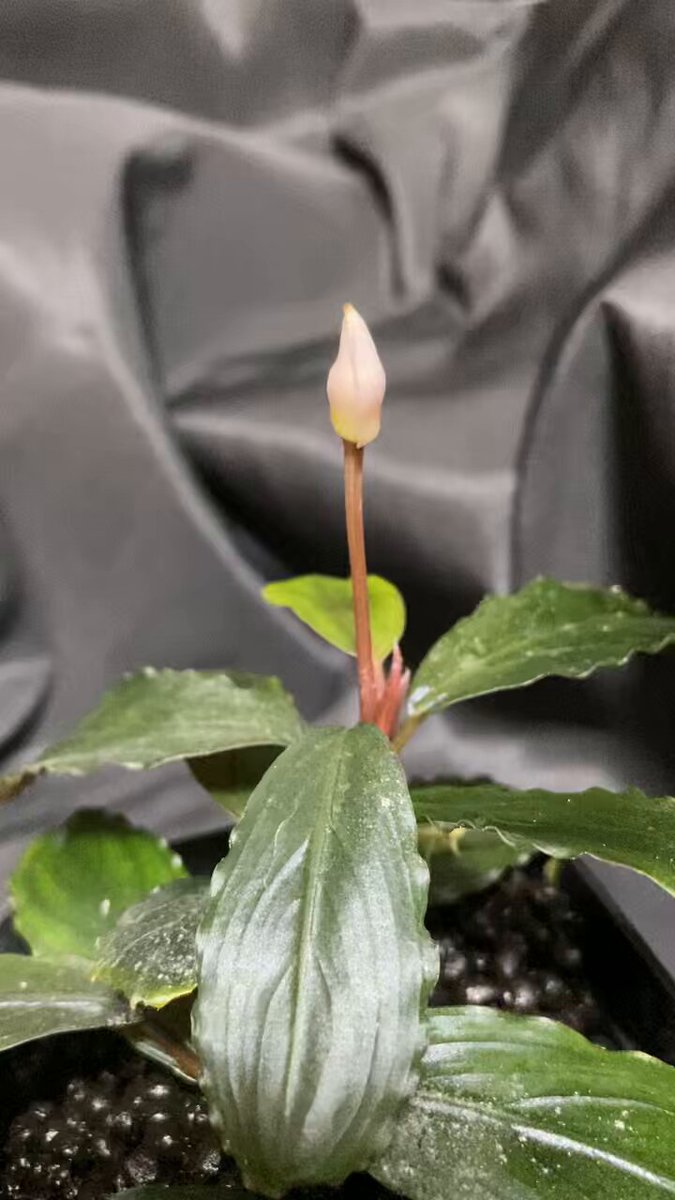 水草 Buceplandra sp. Red Serenade  Pinoh area 水草 Buceplandra sp. Red Serenade Pinoh area Bucephalandra