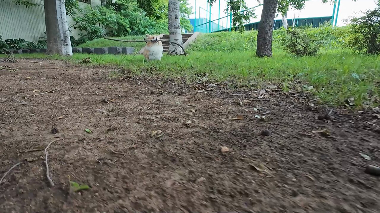 コーギー犬もこすけ on X: 