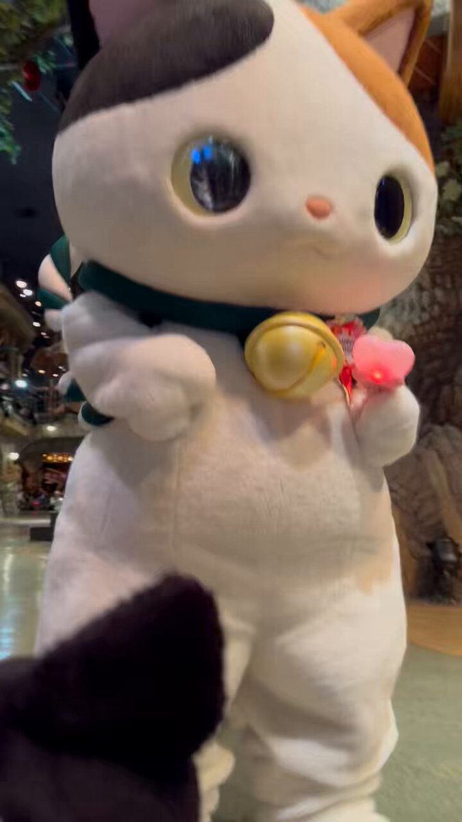 にゃんたろうです。ありがとうございます(^^) かぶきにゃんたろう - অনুসন্ধান / X