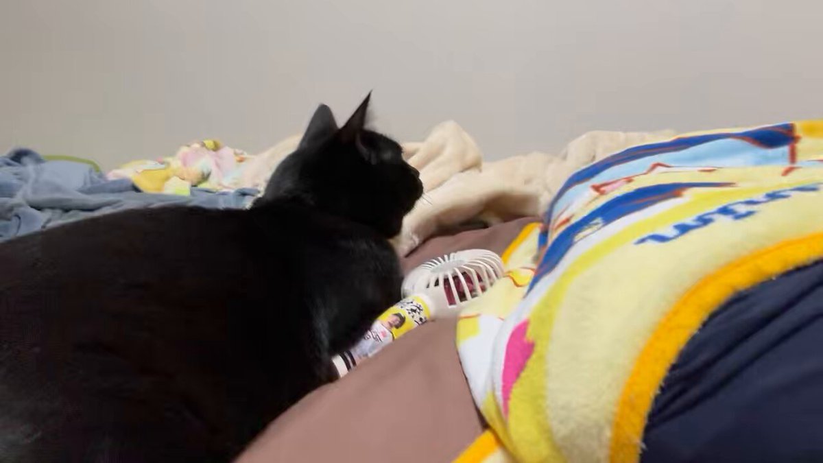 Akr🐈‍⬛🎮🎯 (@Akr__BB) / Posts / X