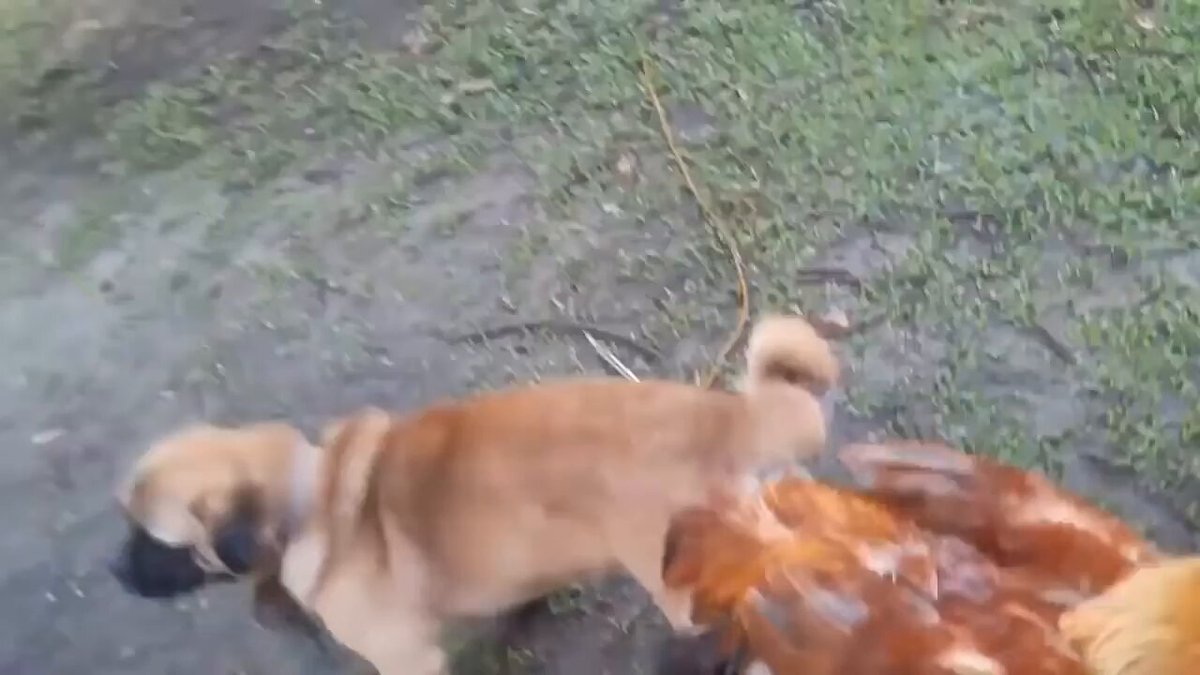 xdxdxxdxxdx s video Tweet