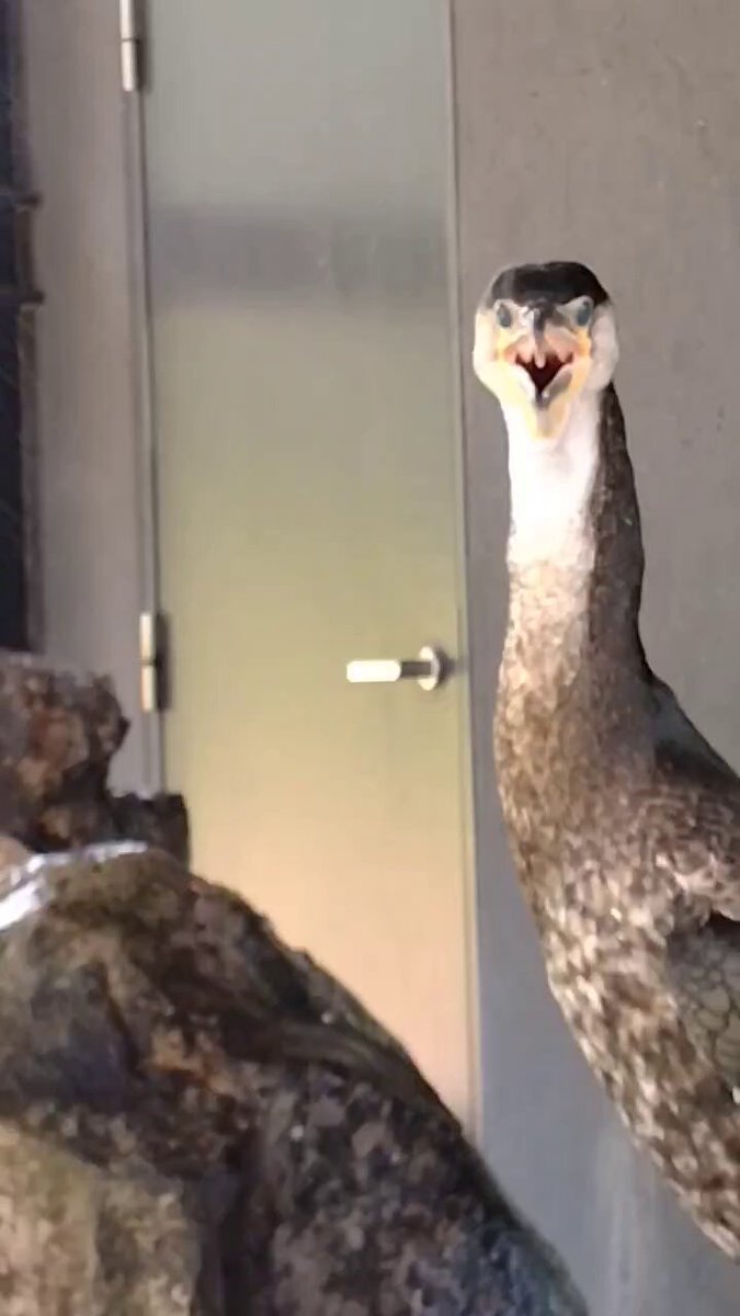 滝の流れるイモリウム No.947 ままちゃん( ◜௰◝ ) 滝の流れるイモリウム アクアテラリウム ym様専用 - メルカリ