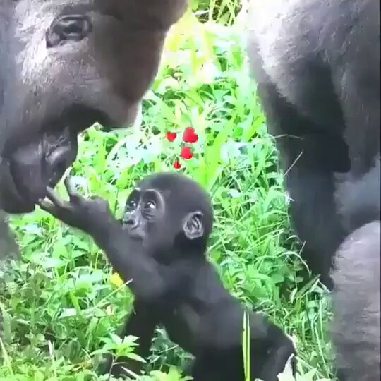 अजय प्रताप सिंह (Ajay) on X: "https://t.co/PFfXg3bkdO gorilla meets its daddy for the first time https://t.co/B3pSjj6oCy" / X