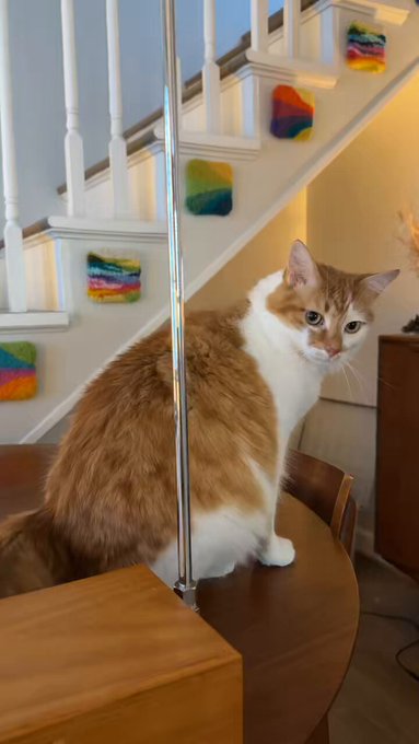 Tortilla has decided he&rsquo;s gonna learn to play too (I have a stand coming to prevent this in the future