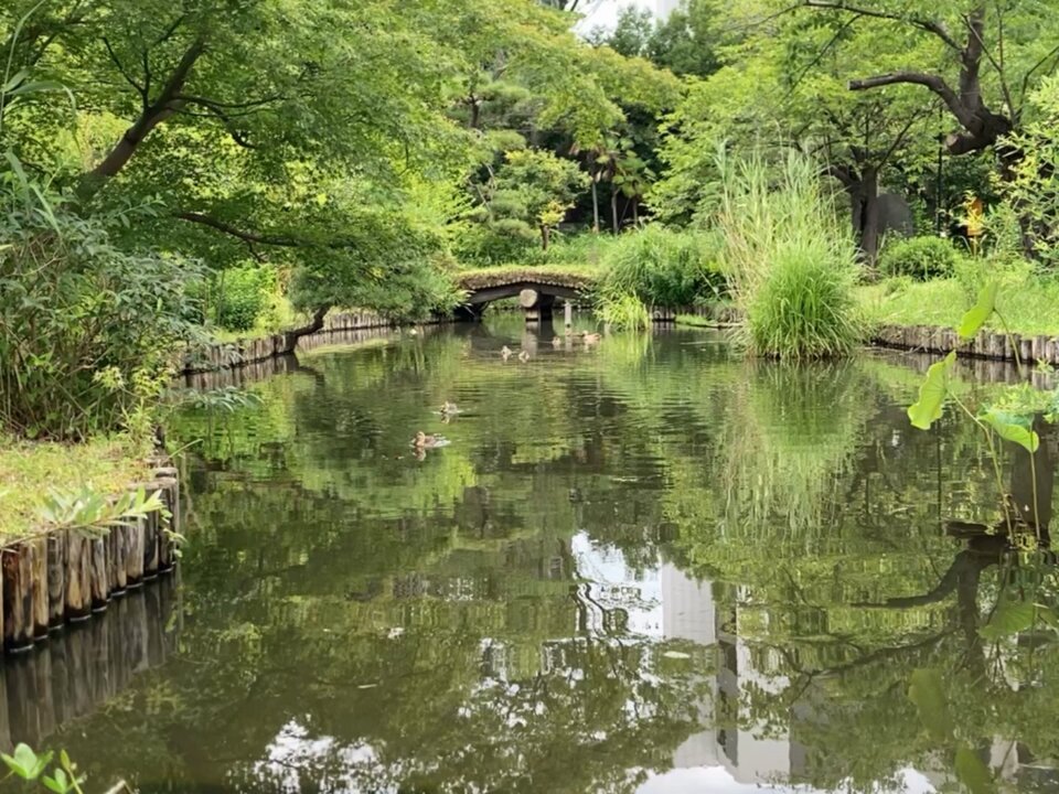 カルガモの親子