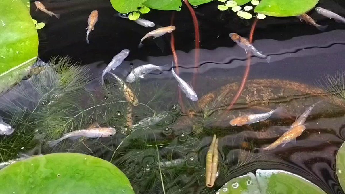【貞にゃん⭐️さん予約】沖縄県やんばる産　マジックリーフ　1kg 沖縄県やんばる産マジックリーフ 60g 20〜25枚入 UV殺菌灯照射