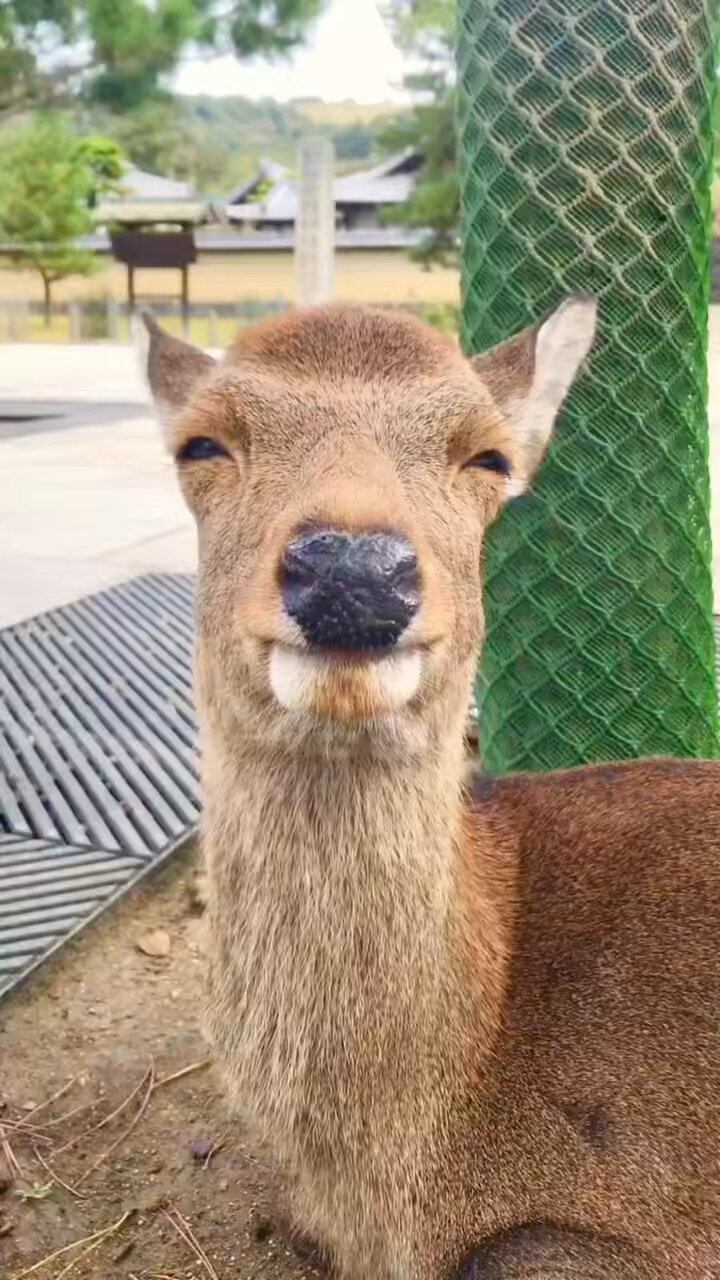 A deer / 鹿 鹿笛 鹿よけ 野生動物との衝突回避 SAVE A DEER 2個セット
