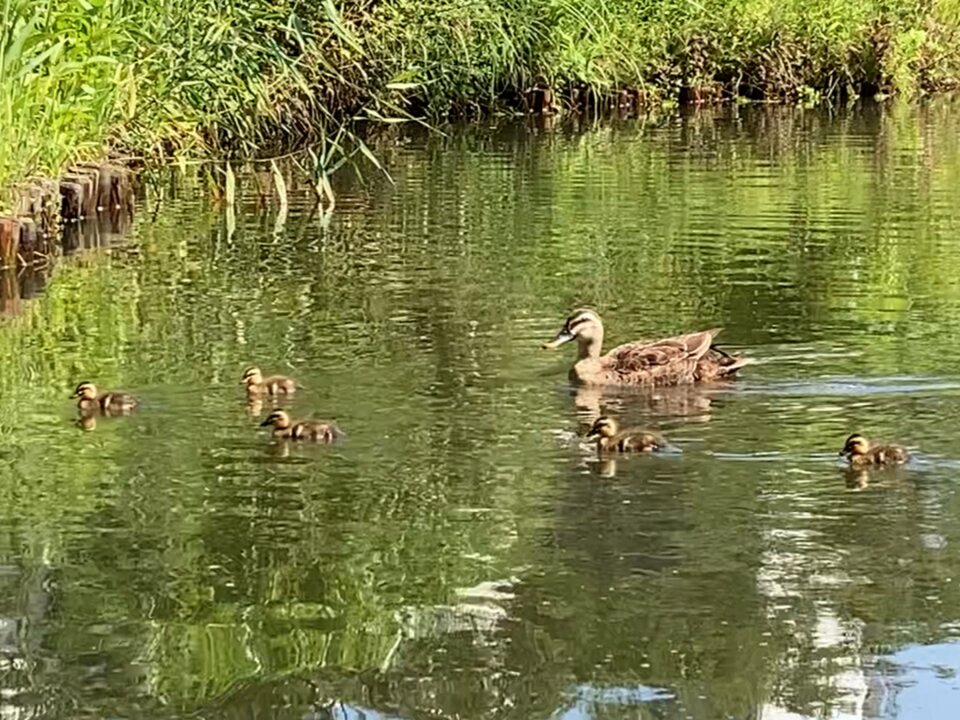 カルガモの親子