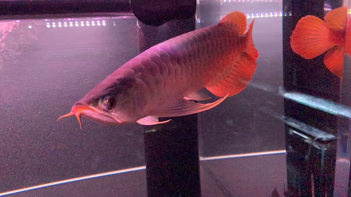 AROMANIA アロワナ専門店 on X